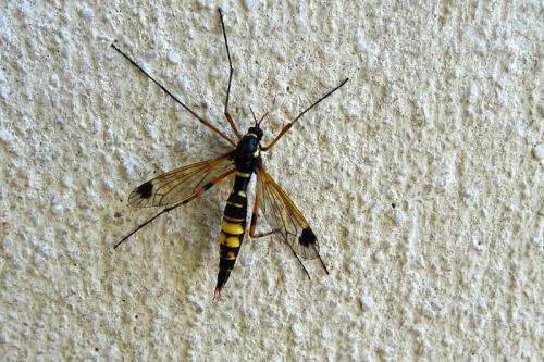 Ctenophora festiva